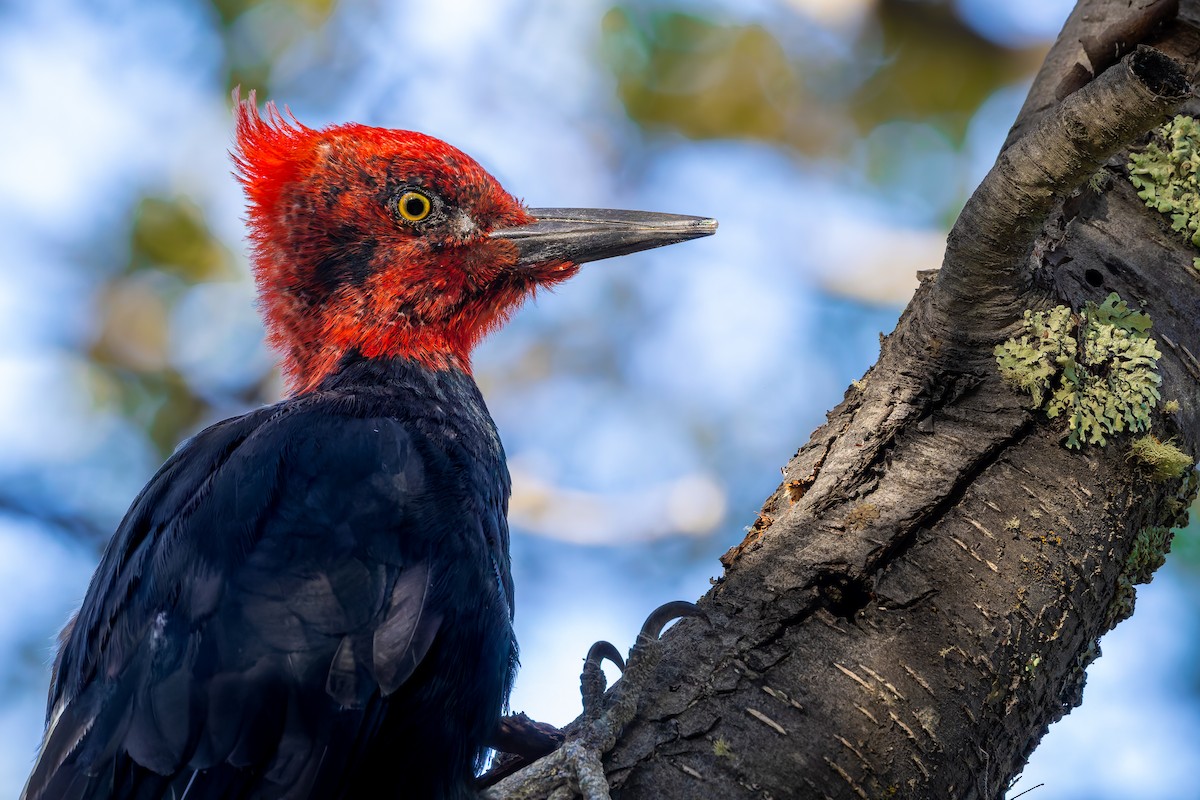 Magellanic Woodpecker - ML657728718