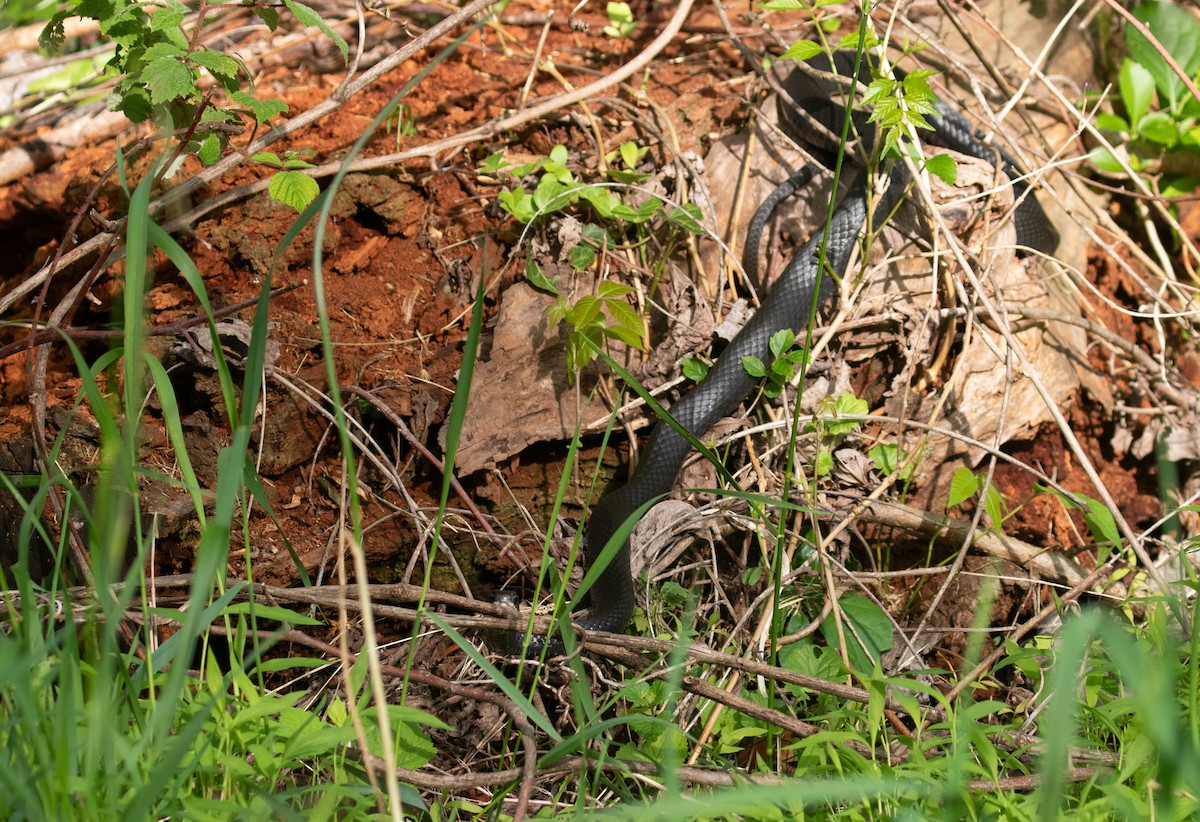 Northern Black Racer - ML657729258