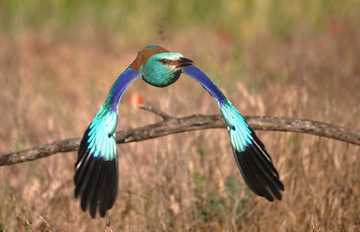European Roller - ML657729310