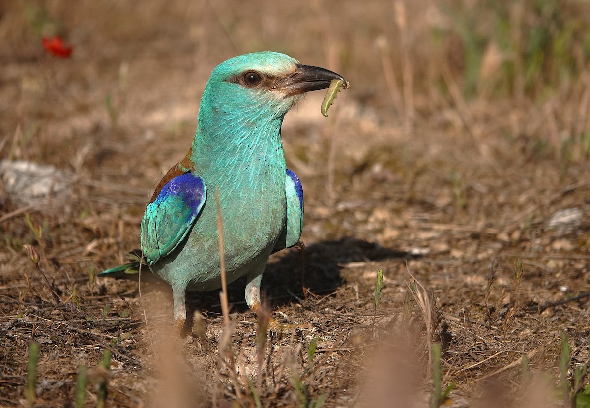 European Roller - ML657729312