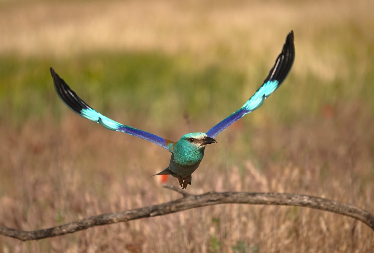 European Roller - ML657729315