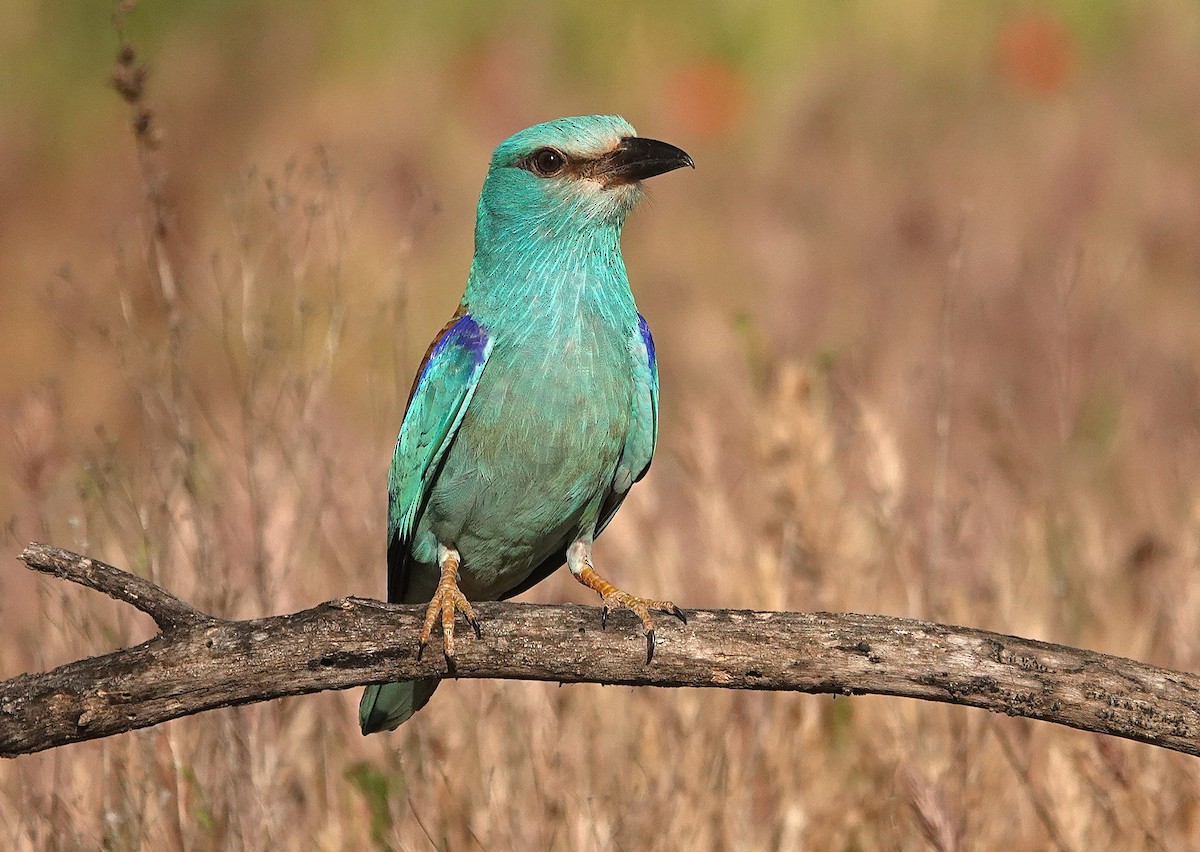 European Roller - ML657729319