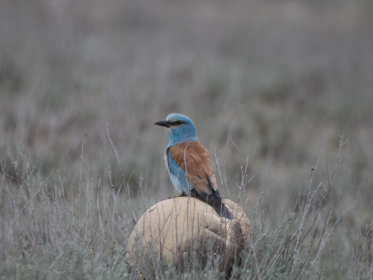 European Roller - ML657729396