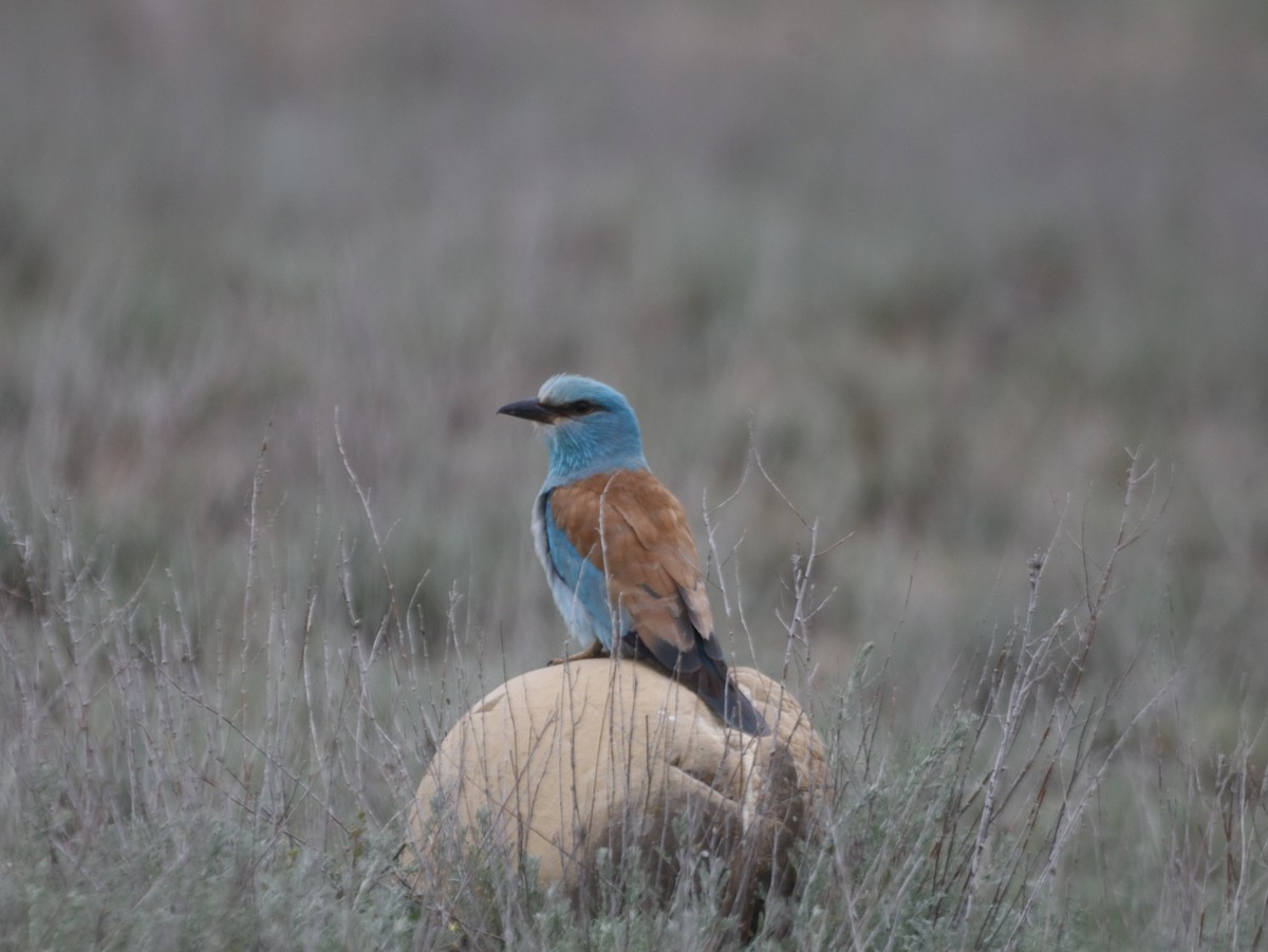 European Roller - ML657729397