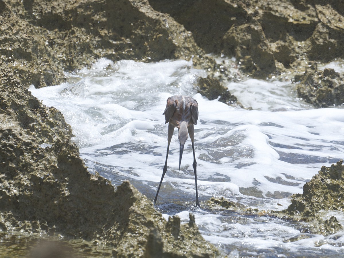 Reddish Egret - ML657729513