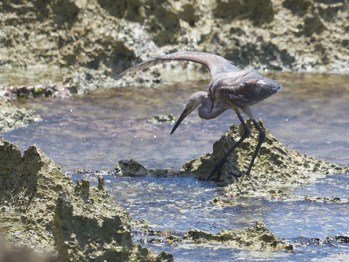 Reddish Egret - ML657729514