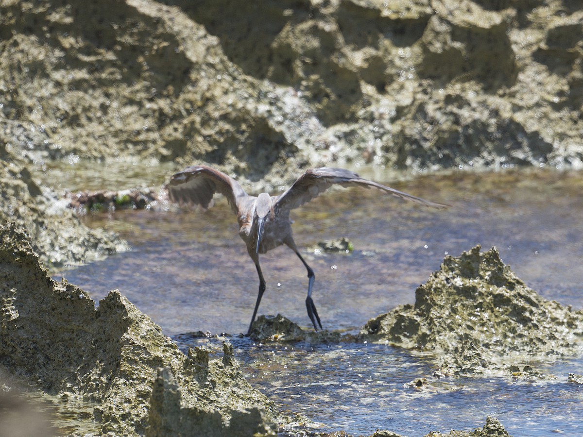 Reddish Egret - ML657729515