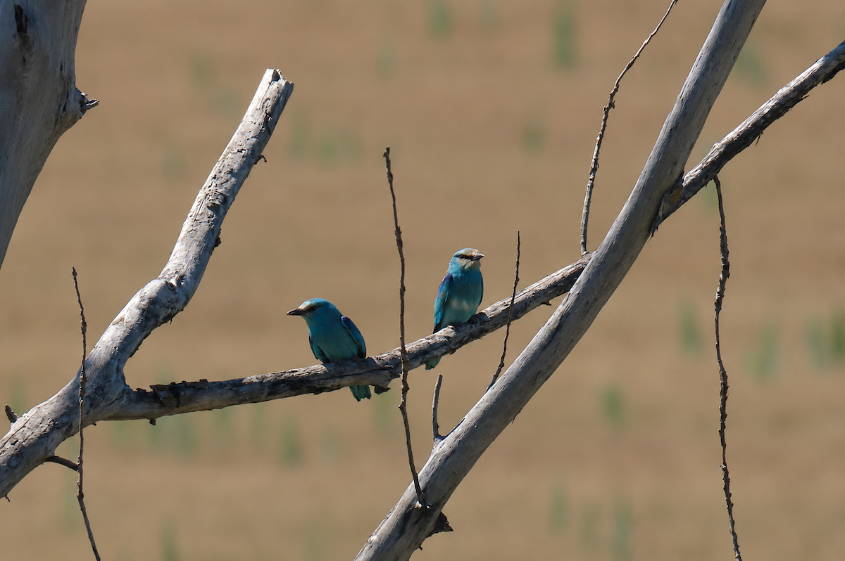 European Roller - ML657731071