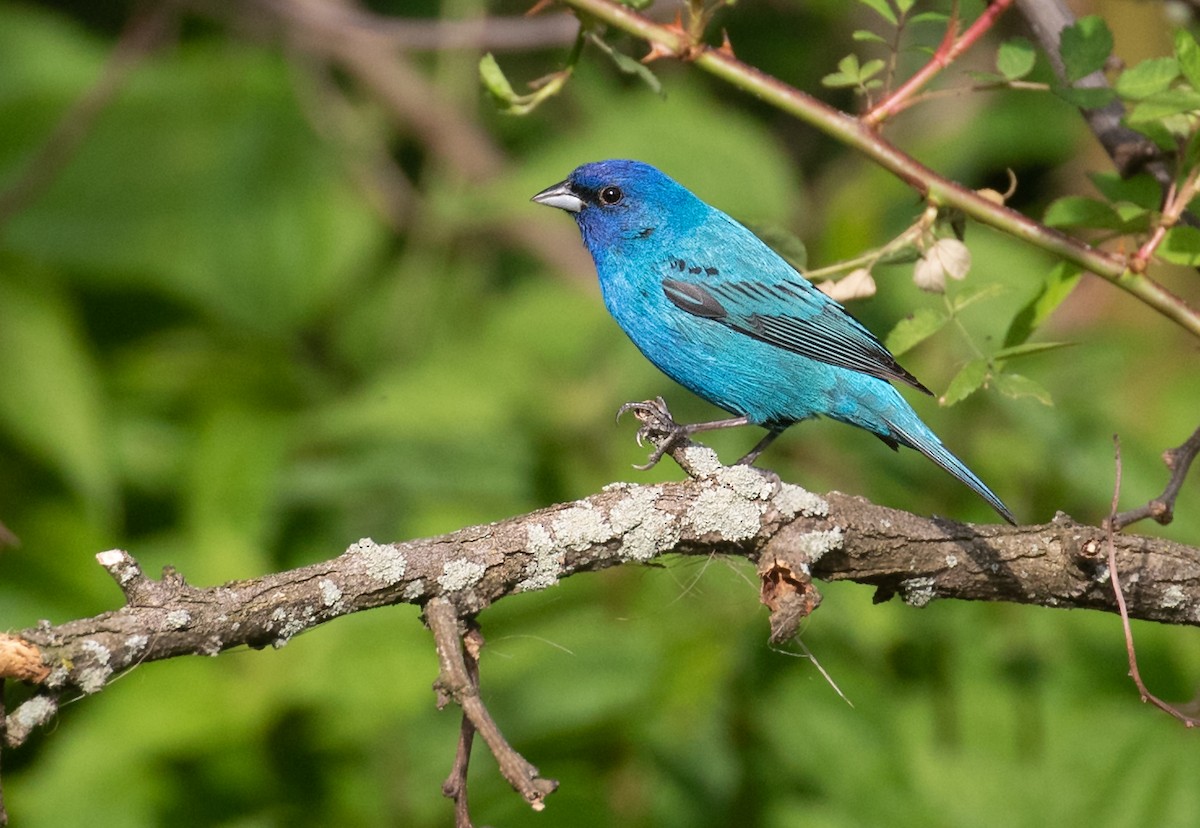 Indigo Bunting - ML657731334