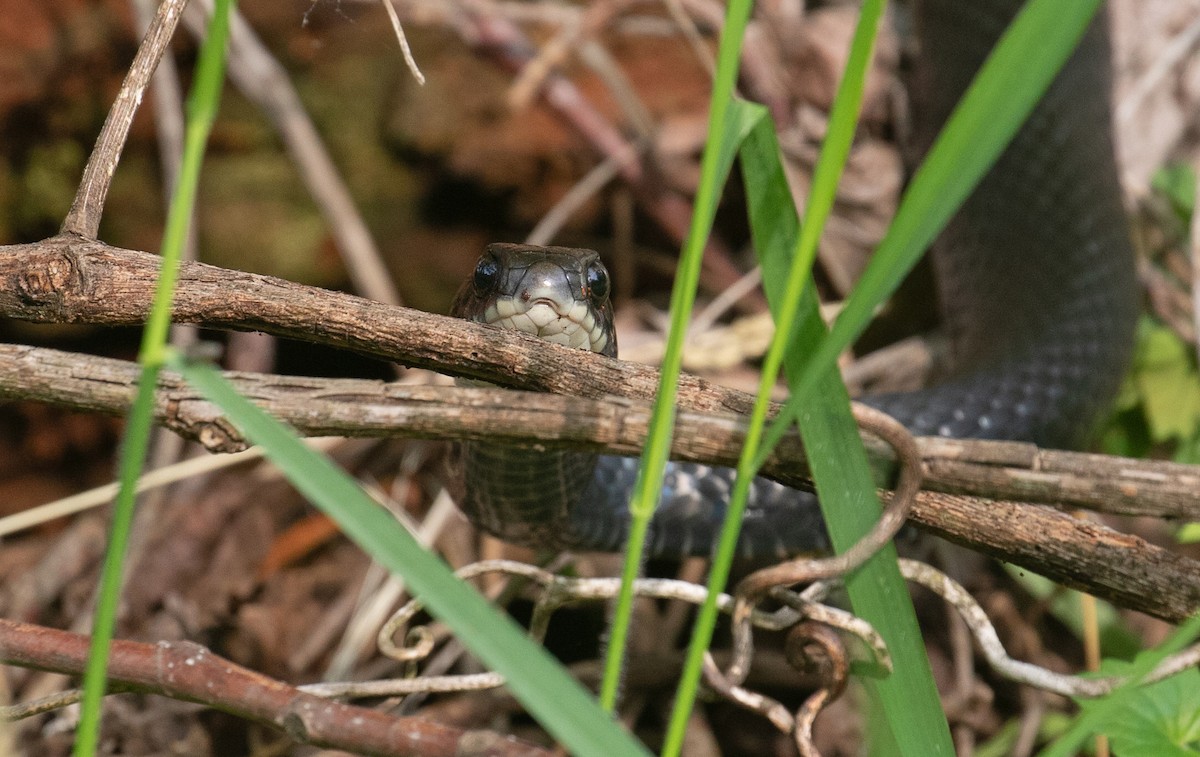 Northern Black Racer - ML657731873
