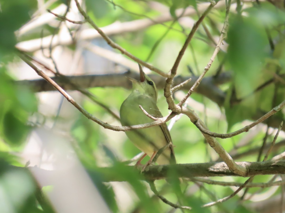 Swainson's Warbler - ML657732098