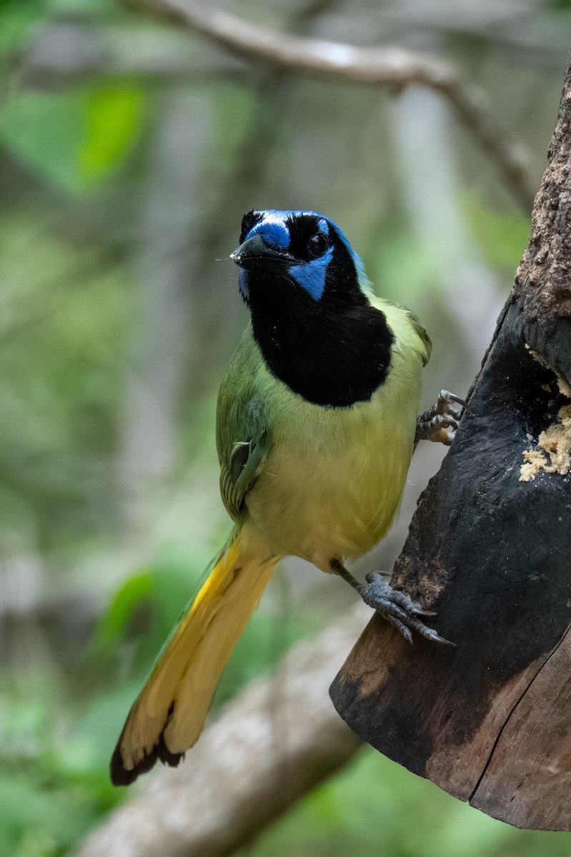 Green Jay - ML657732529