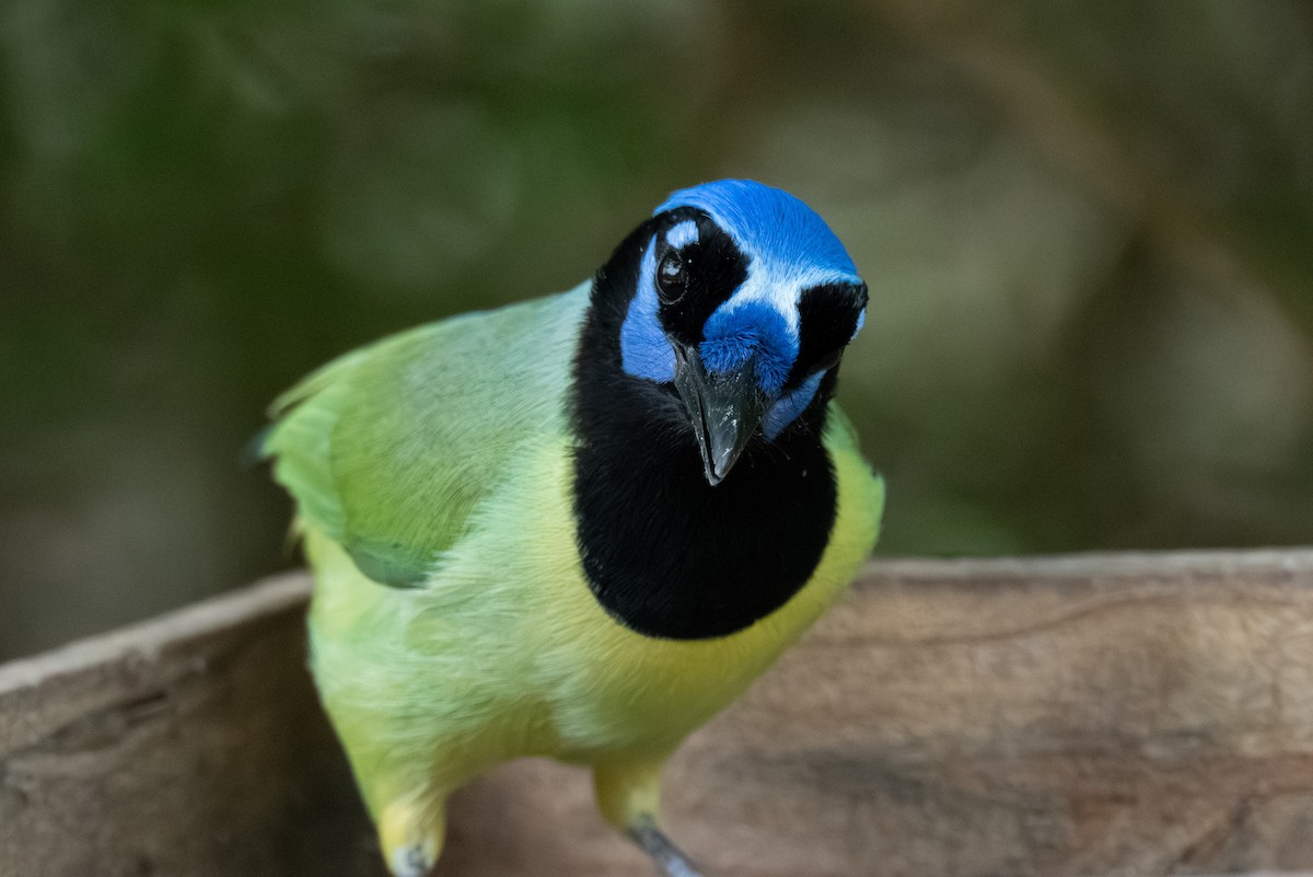 Green Jay - ML657732531