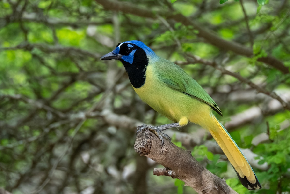 Green Jay - ML657732532