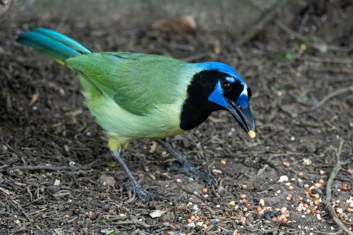 Green Jay - ML657732538