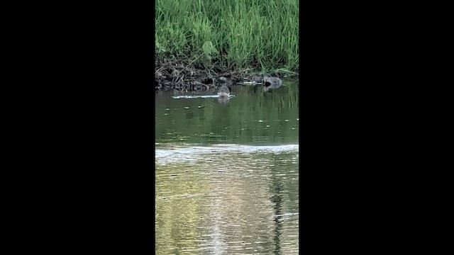 eremittsnipe - ML657732809