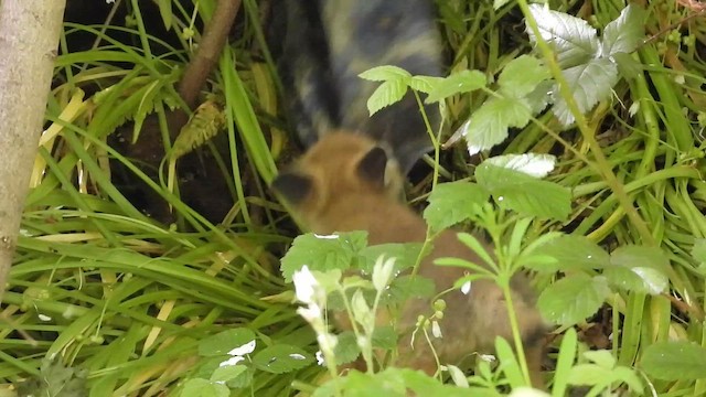 Red Fox - ML657732955