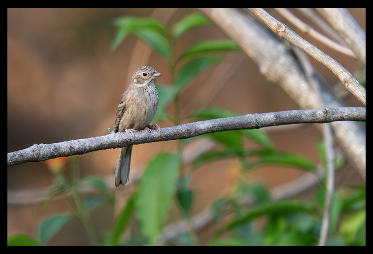 White-capped Bunting - ML657734094