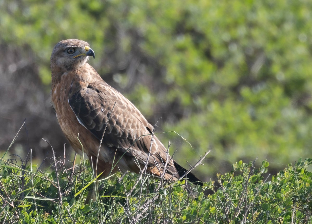 Jackal Buzzard - ML657734104