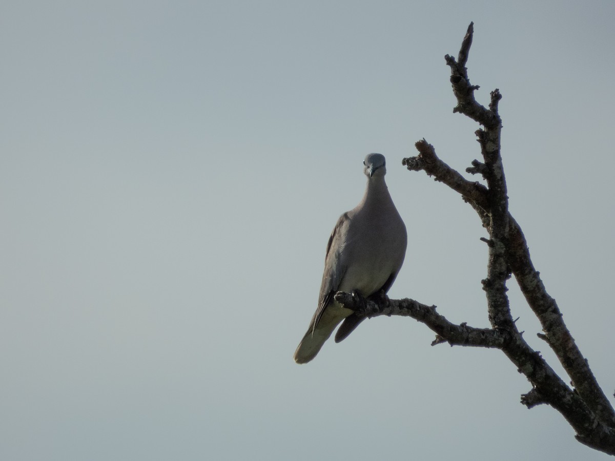 Ring-necked Dove - ML657734125