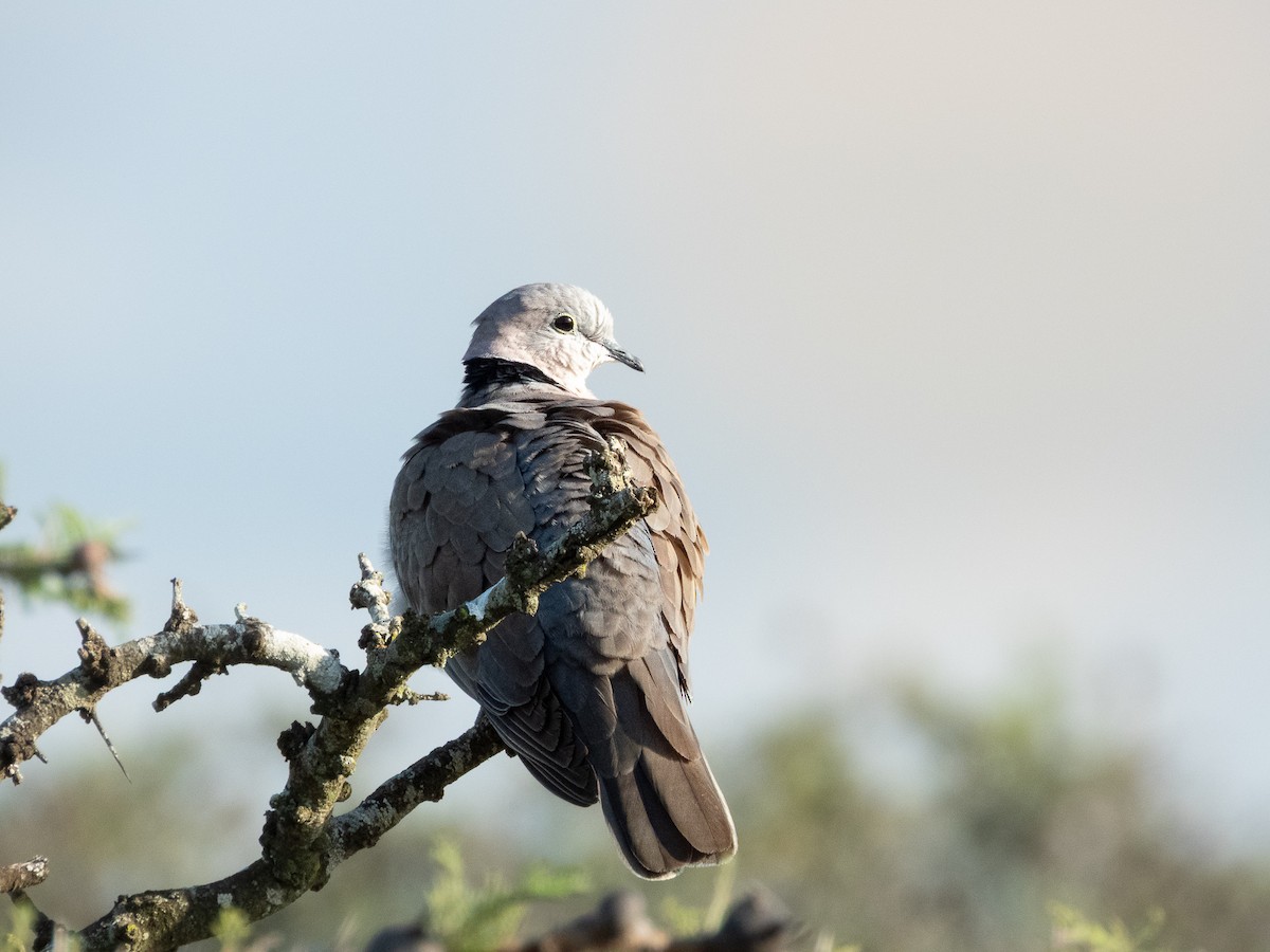 Ring-necked Dove - ML657734126