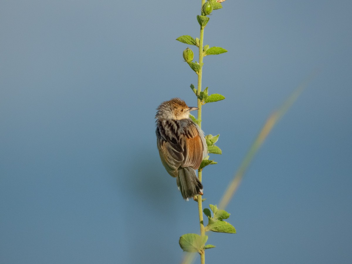Winding Cisticola - ML657734162