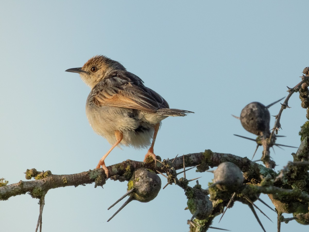 Rattling Cisticola - ML657734228