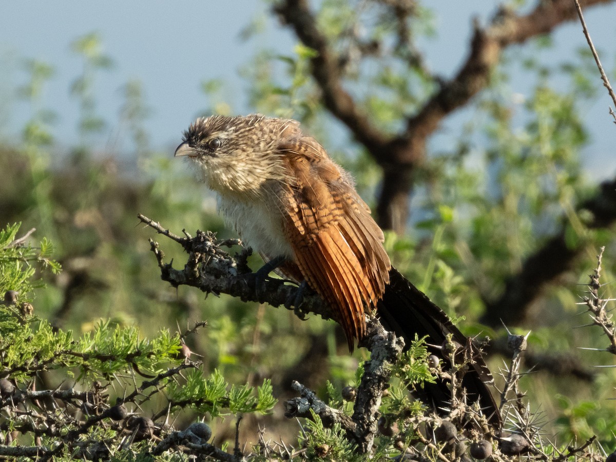 White-browed Coucal - ML657734239