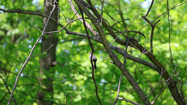 kattespottefugl - ML657734496