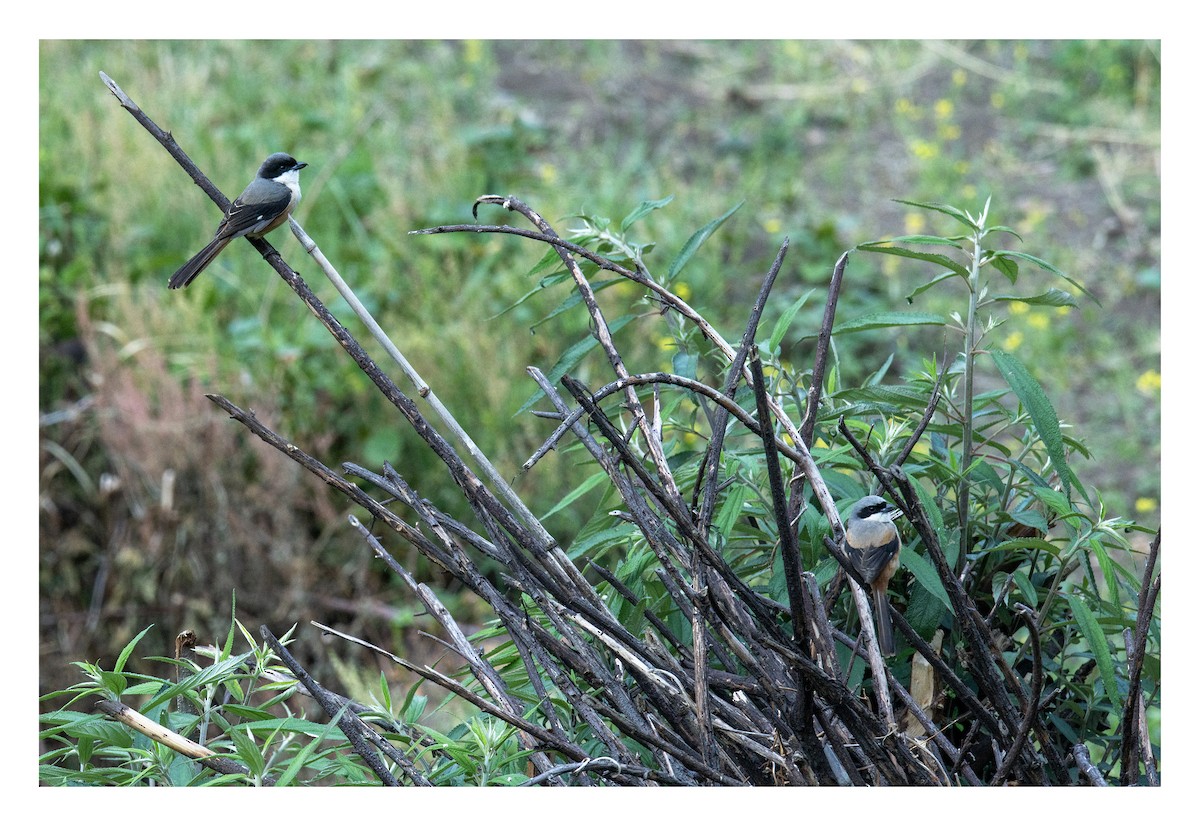 Long-tailed Shrike - ML657734619