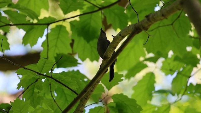 kattespottefugl - ML657734647