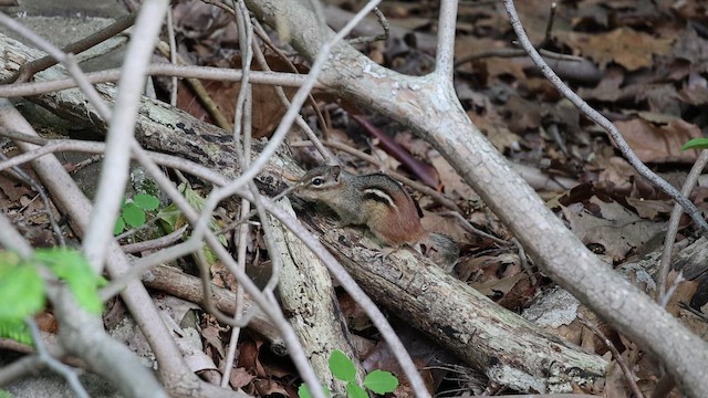 Eastern Chipmunk - ML657734788