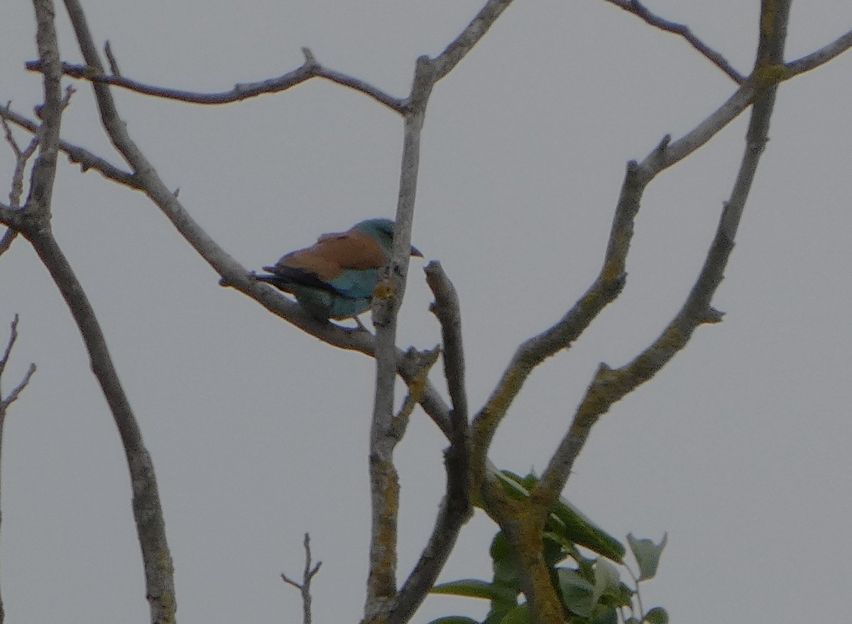 European Roller - ML657734841