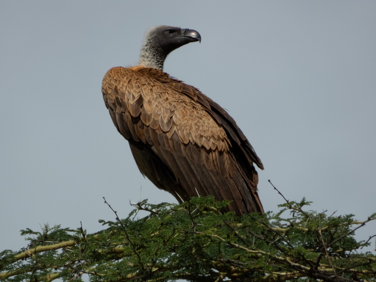 White-backed Vulture - ML657735051