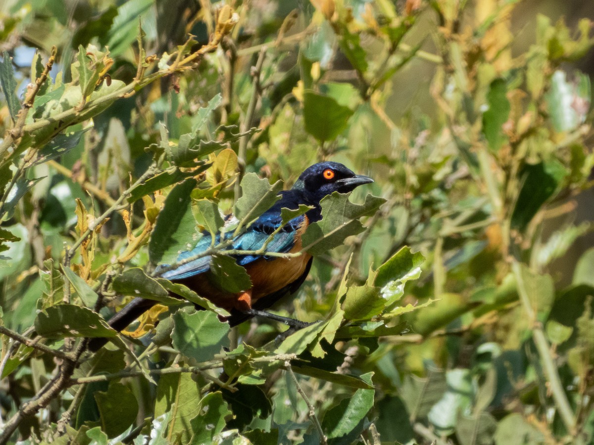 Hildebrandt's Starling - ML657735217