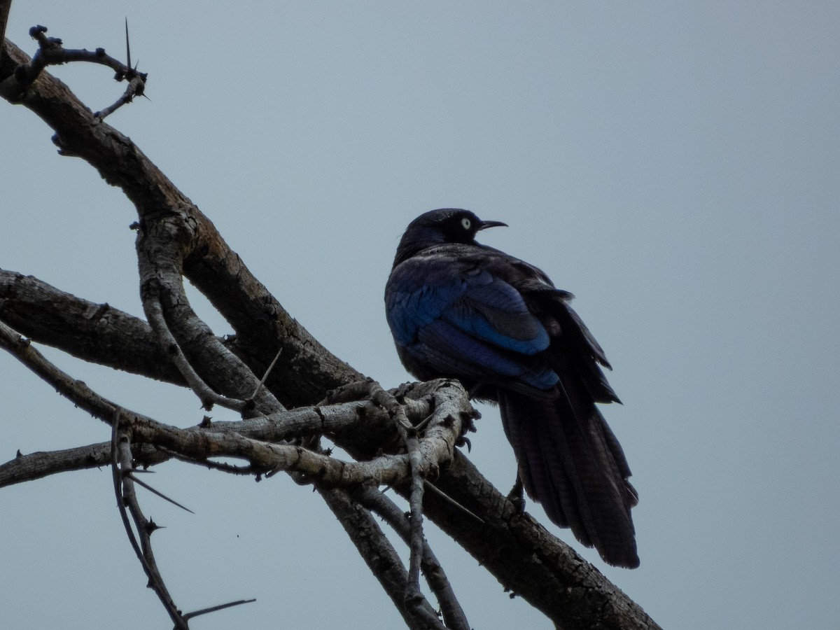 Rüppell's Starling - ML657735229