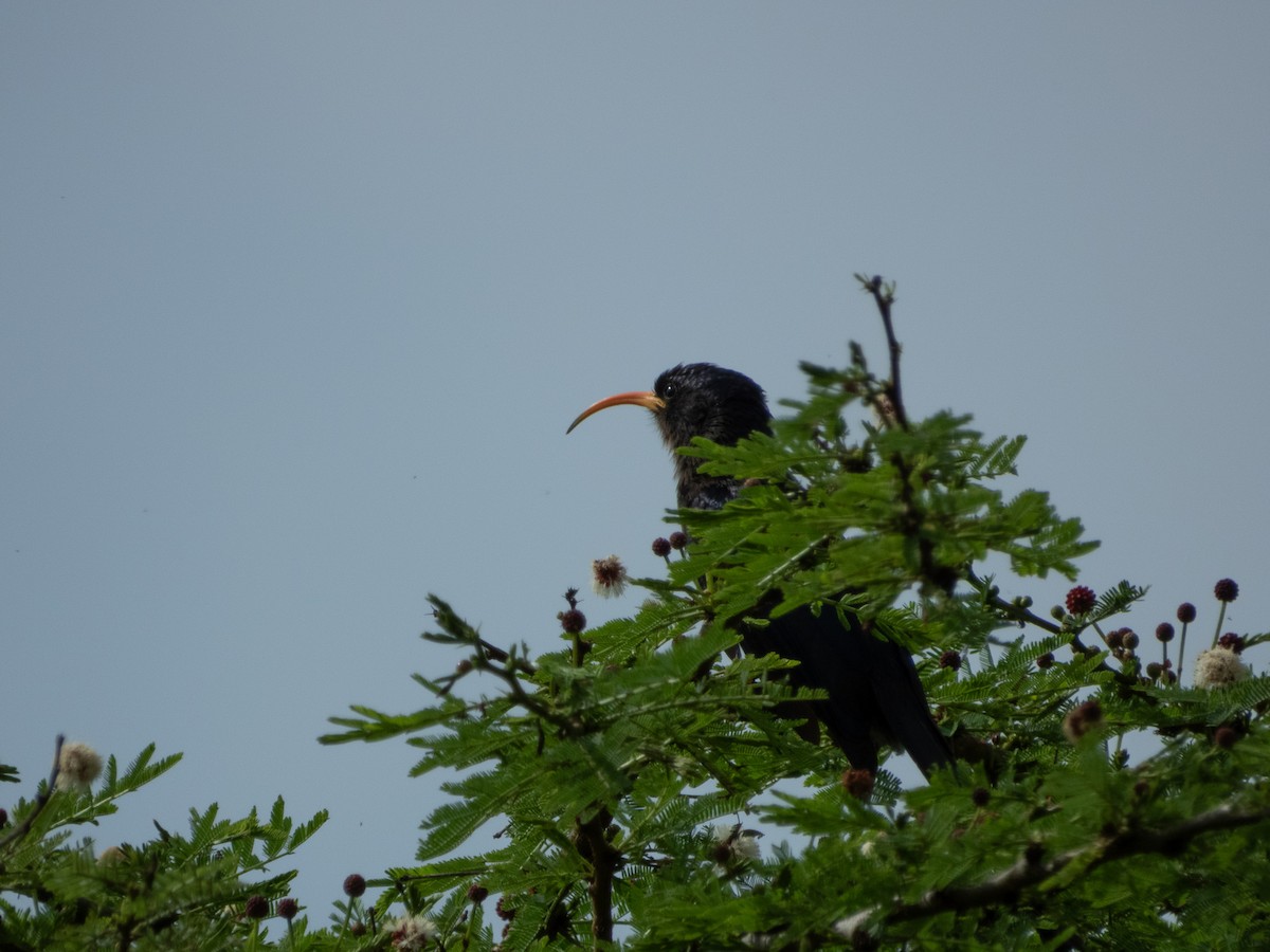 Abyssinian Scimitarbill - ML657735735