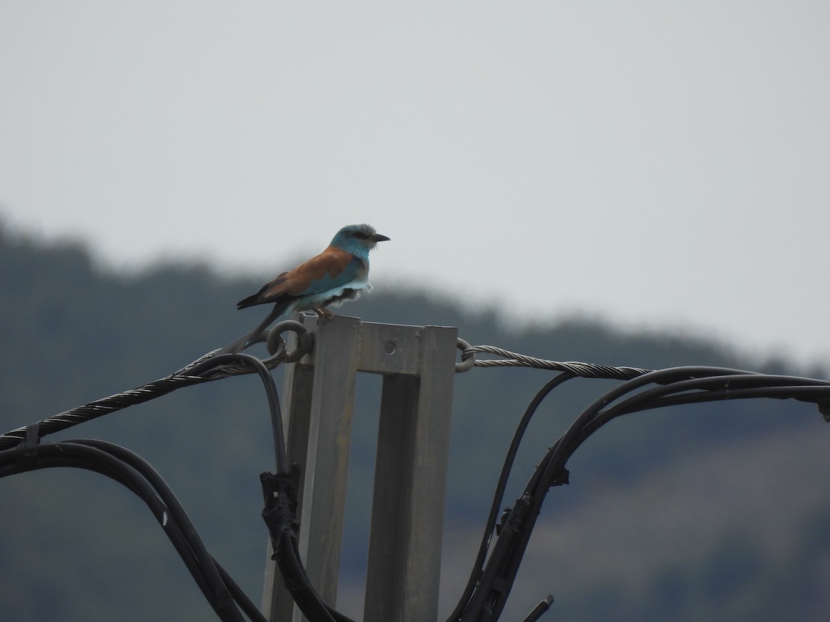 European Roller - ML657735874