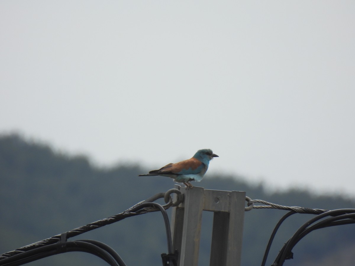 European Roller - ML657735945