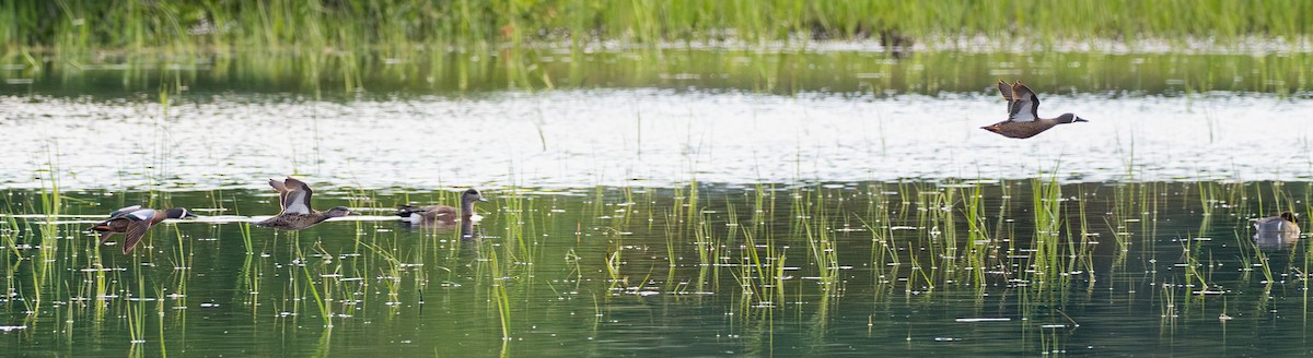 Blue-winged Teal - ML657736059