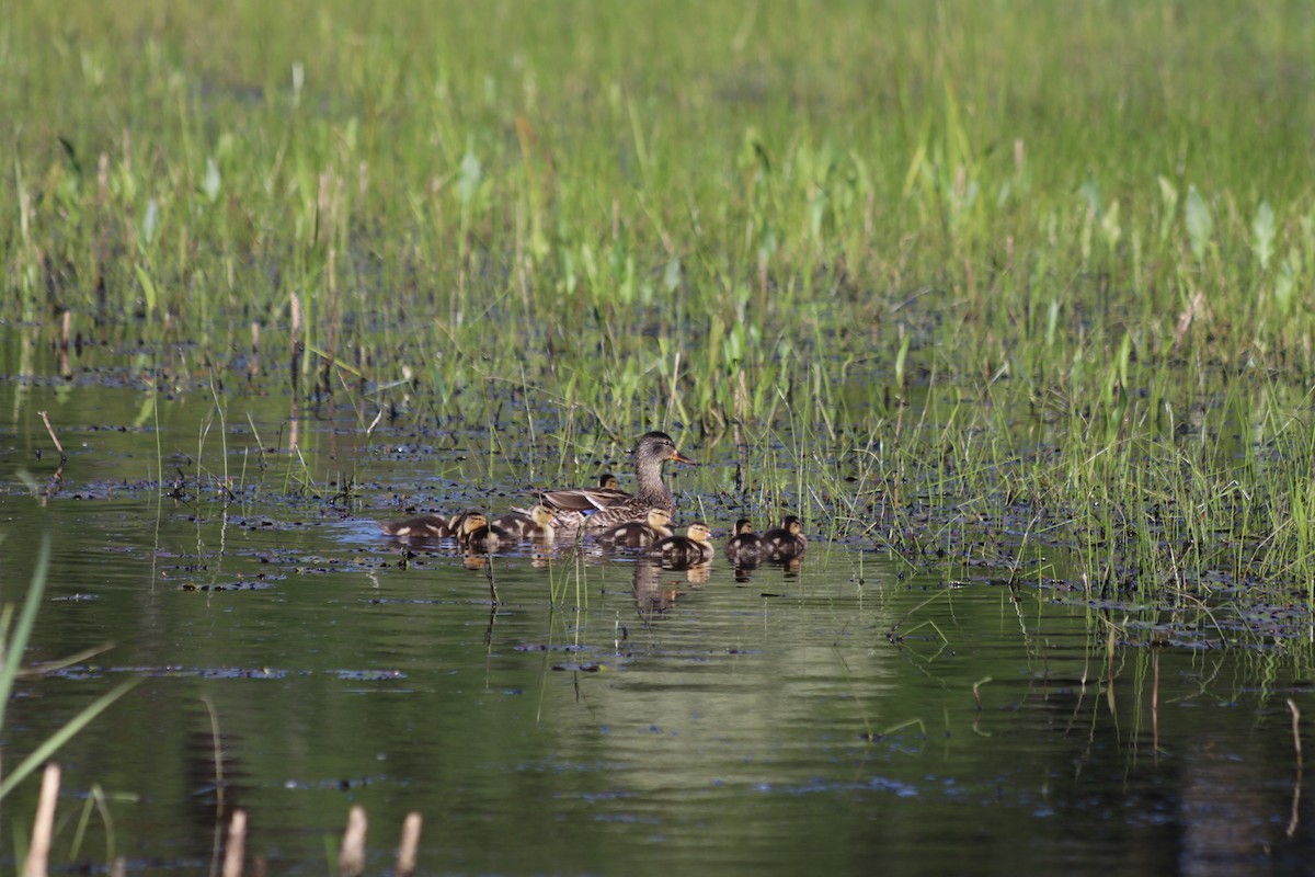 Mallard - ML657736619