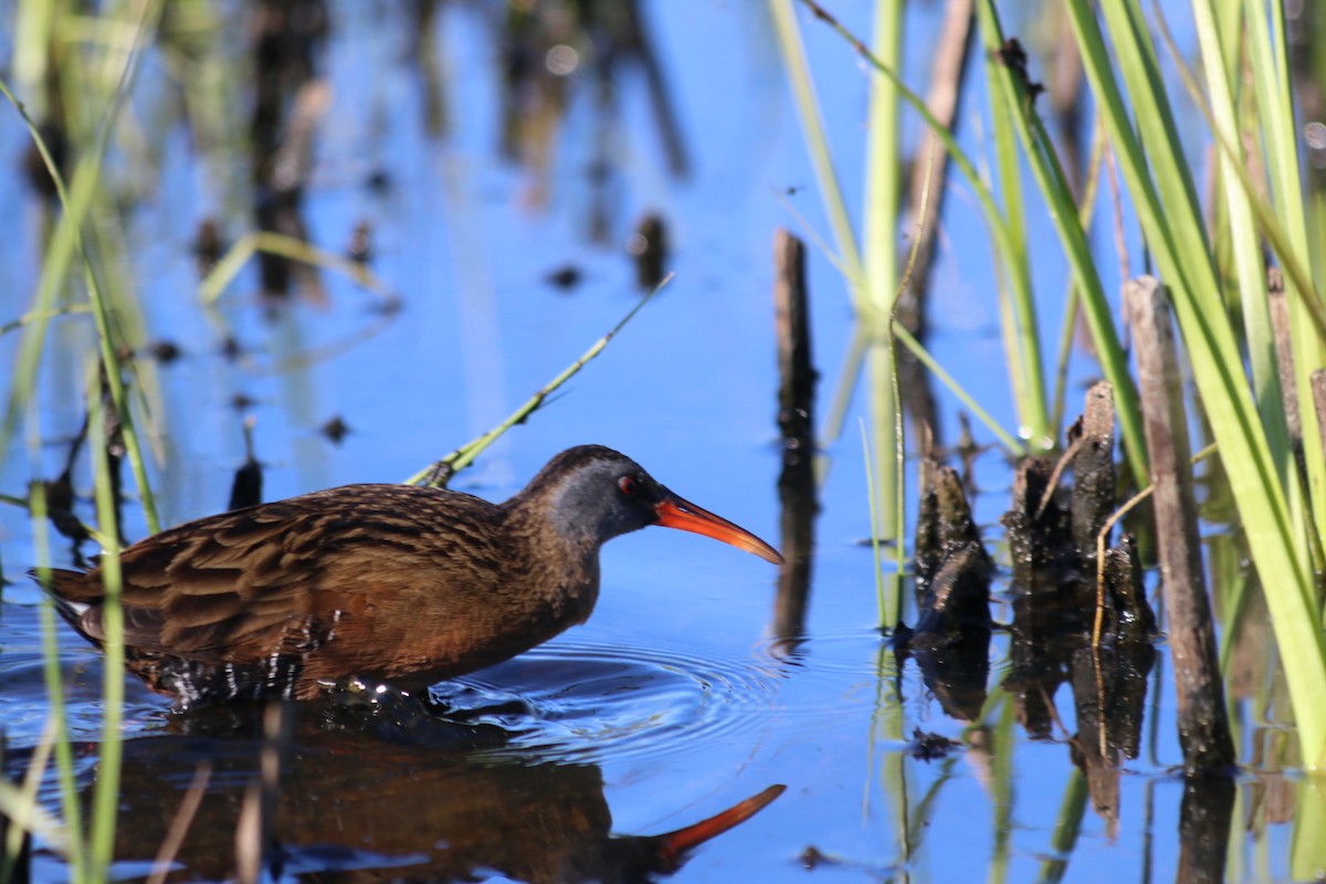Virginia Rail - ML657736877