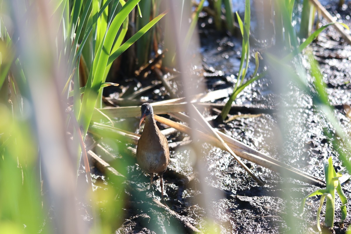 Virginia Rail - ML657736887