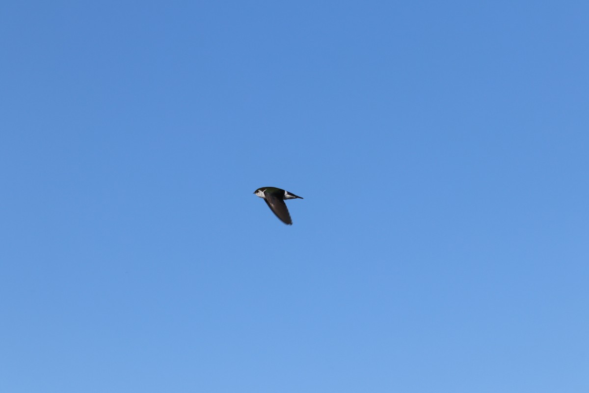 Violet-green Swallow - ML657737001