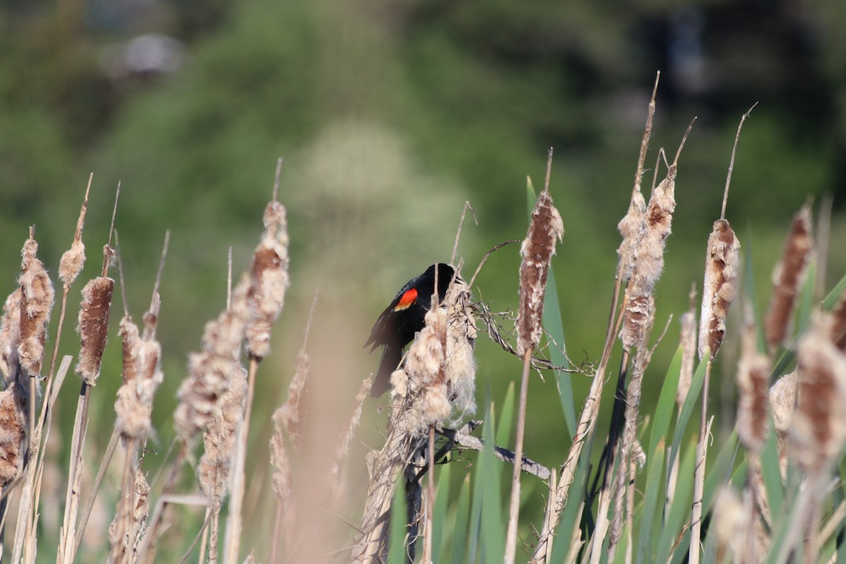 Red-winged Blackbird - ML657737046