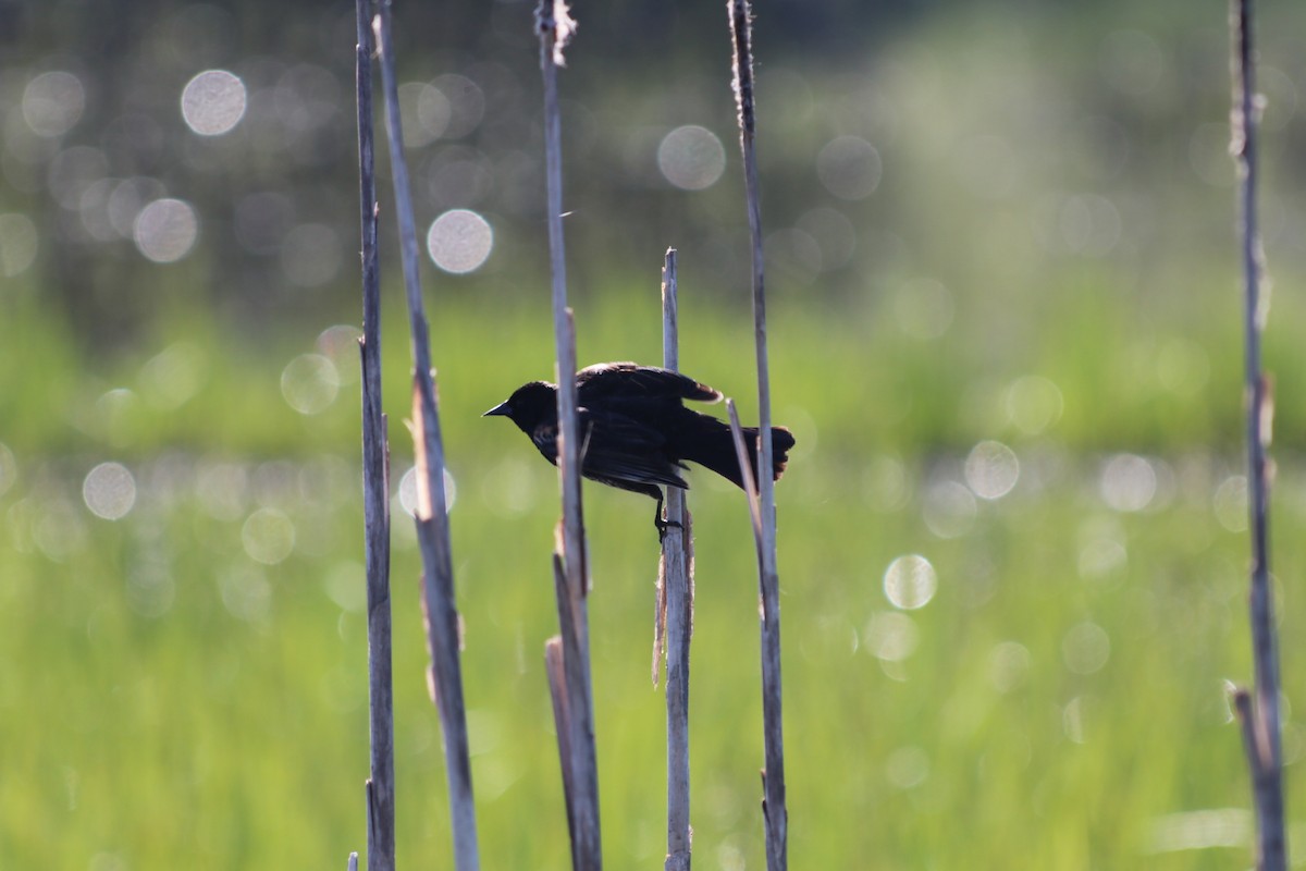 Red-winged Blackbird - ML657737080