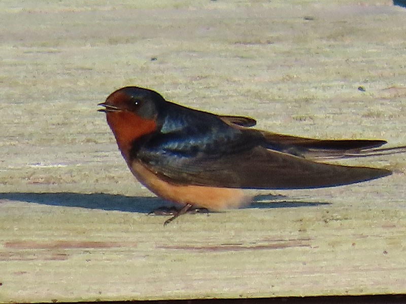 vlaštovka obecná (ssp. erythrogaster) - ML657737303