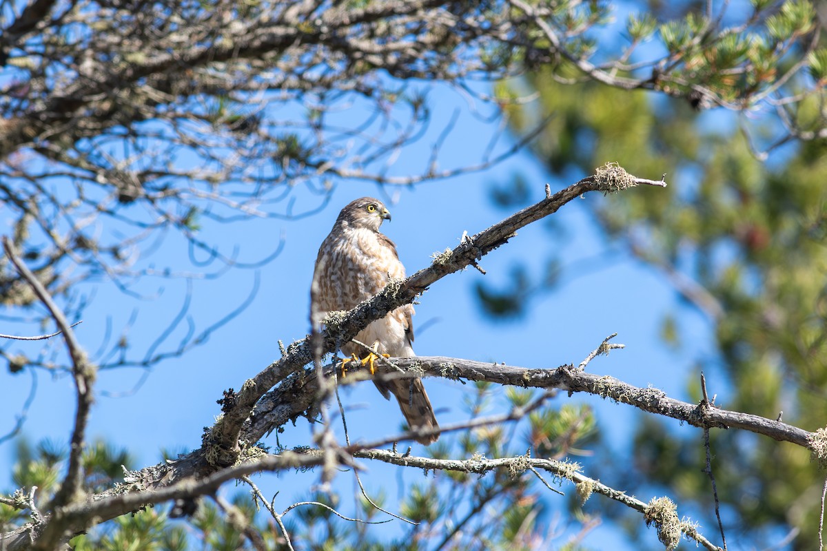 Sharp-shinned Hawk - ML657737379