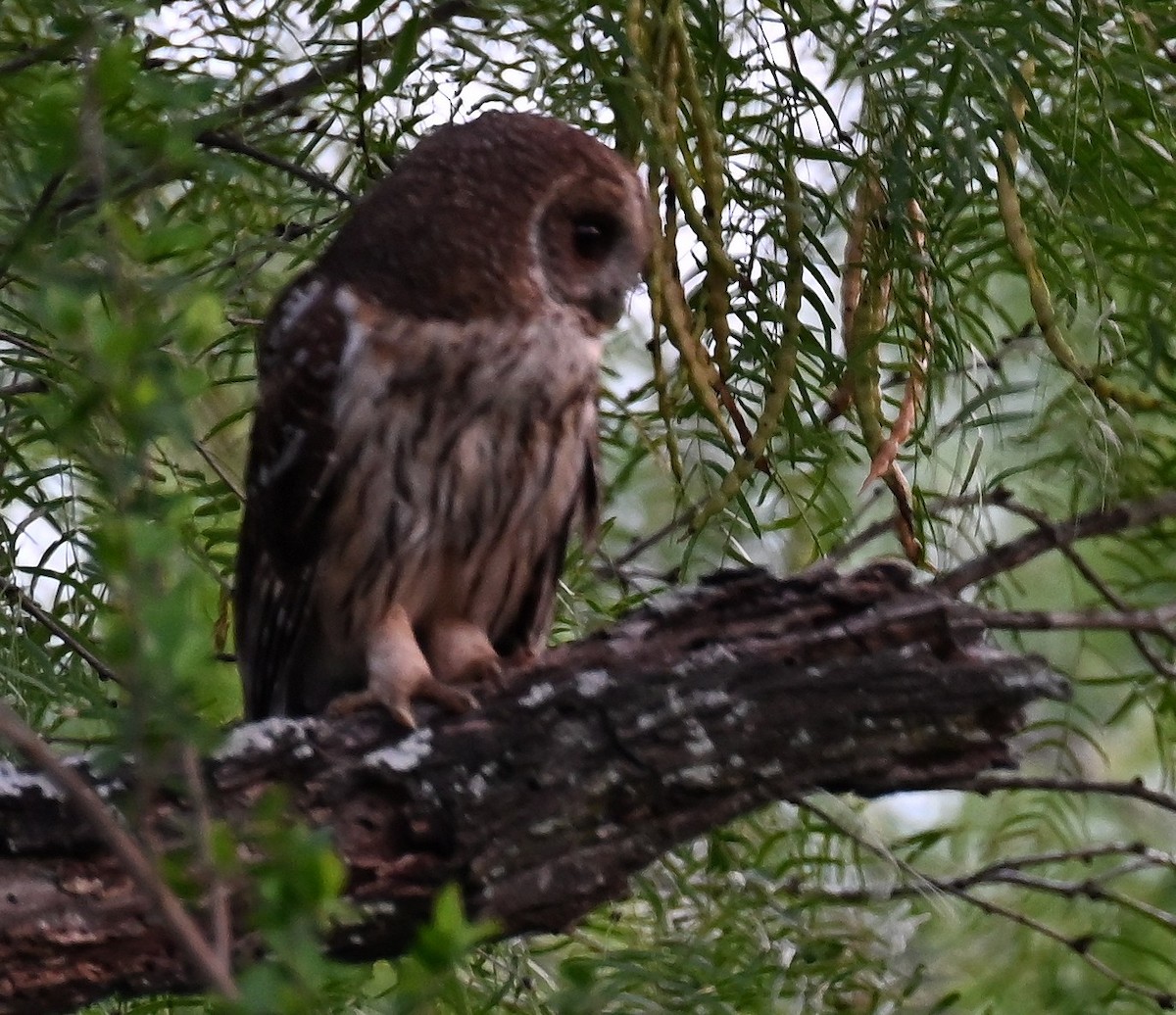 Mottled Owl - ML657737490