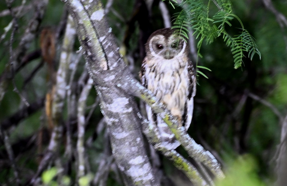 Mottled Owl - ML657737491